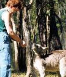 Person feeding a kangaroo
