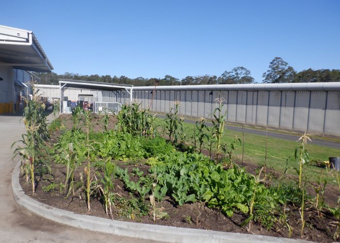 Vegetable bed inside the barbedwire walls of the correctional centre